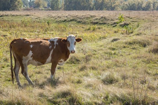 The photo shows a cow in a meadow