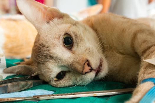 Veterinary surgeon neutering a cat