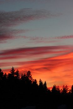 Multicolored bright sunset over the tops of spruce trees