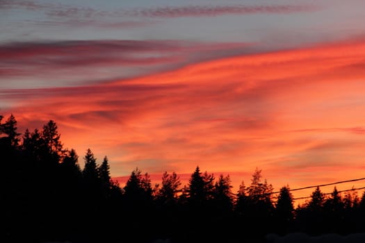 Multicolored bright sunset over the tops of spruce trees