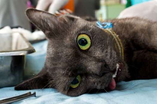 Veterinary surgeon neutering a cat
