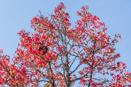 Autumn tree in November in sunny weather.      
