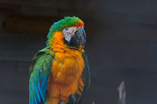Beautiful colorful Macaw parrot, side view.