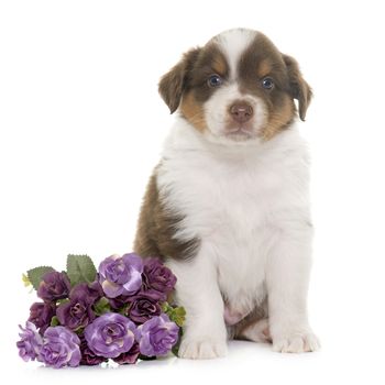 puppy australian shepherd in front of white background