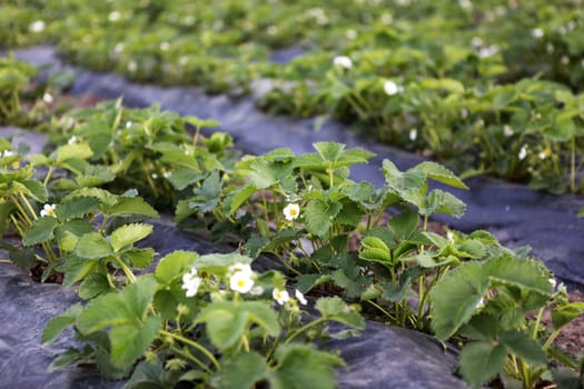 Blooming strawberries