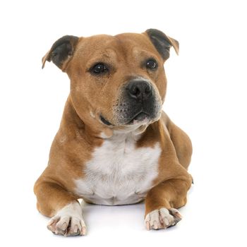 staffordshire bull terrier in front of white background