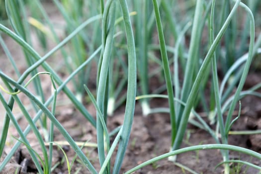 green onion