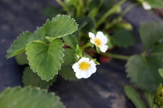 Blooming strawberries