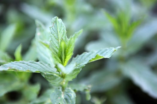 Closeup picture of fresh spearmint leaves