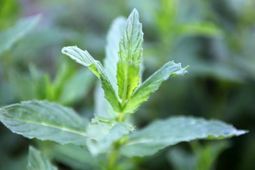 Closeup picture of fresh spearmint leaves