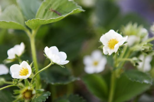 Blooming strawberries