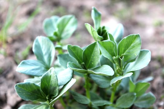 Broad bean