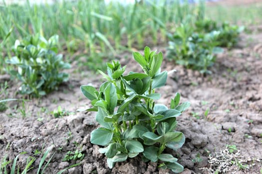 Broad bean