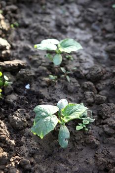 seedlings of cucumbers