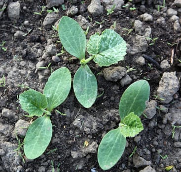 young pumpkin seedlings