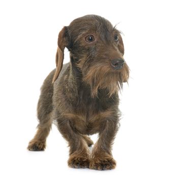 female Wire haired dachshund in front of white background