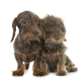 puppy and adult Wire haired dachshund in front of white background