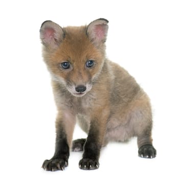 fox cub in front of white background