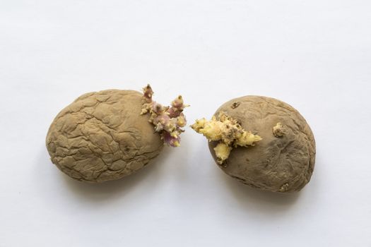 rotten old sprouting potatoes on a light background