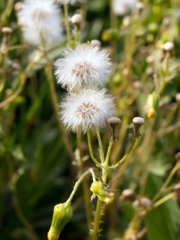 The common groundsel (Senecio vulgaris) in early spring weeds.
