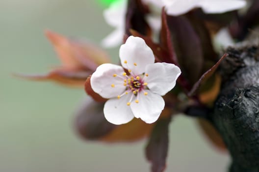 Spring blossom background - abstract floral border