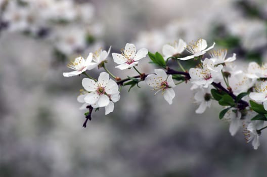 Spring blossom background - abstract floral border of green leaves and white flowers