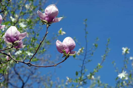 Blossoming of magnolia flowers in spring time