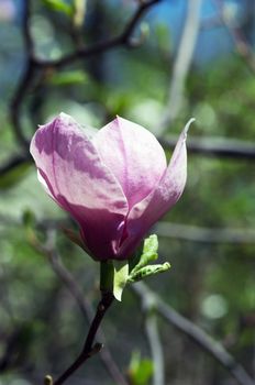 Blossoming of magnolia flowers in spring time