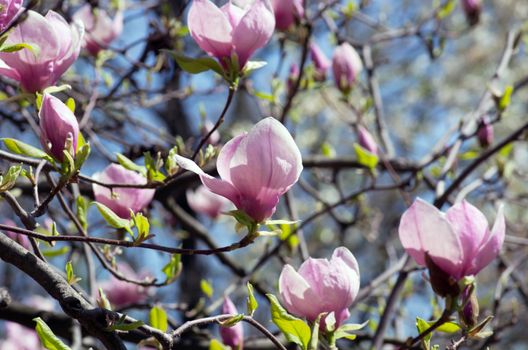 Blossoming of magnolia flowers in spring time