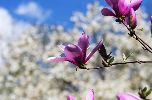 Blossoming of magnolia flowers in spring time