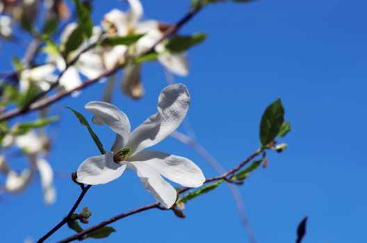 White magnolia flower against the sky close-up