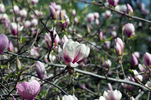 Blossoming of magnolia flowers in spring time