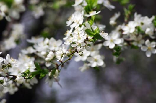 Spring blossom background - abstract floral border of green leaves and white flowers