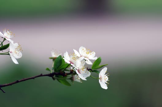 Spring blossom background - abstract floral border of green leaves and white flowers