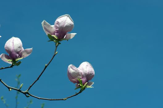 Blossoming of magnolia flowers in spring time