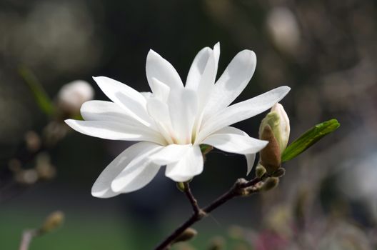 White magnolia flower against the sky close-up