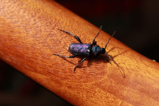 Callidium violaceum is a species of beetle in the Cerambycidae family on guitar neck