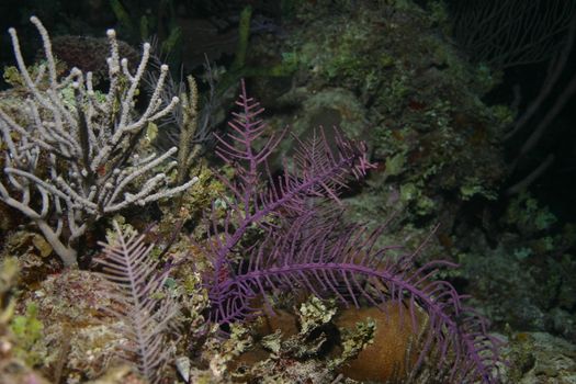 Cuba coral life underwater
