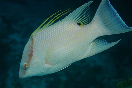 Cuba coral life underwater