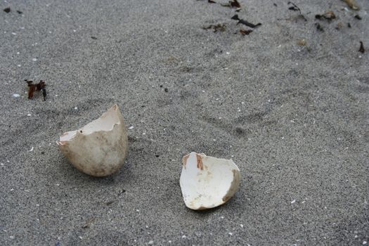 Eggshell on beach