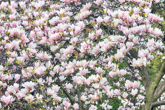 Pink Magnolia Flowers on Tree Branch