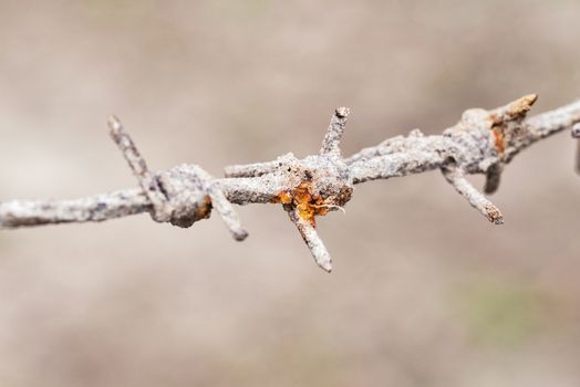  Close-up view of rusty grunge barbed wire, bokeh background