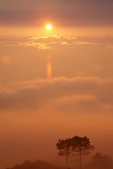 Silhouette of trees surrounded by mist at sunset