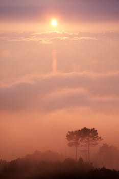 Silhouette of trees surrounded by mist at sunset