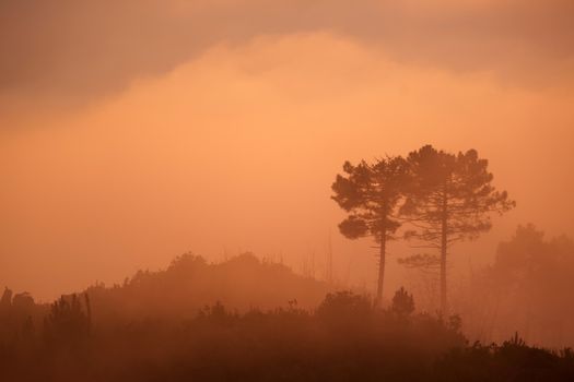 Silhouette of trees surrounded by mist at sunset