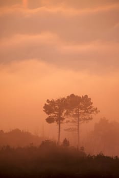 Silhouette of trees surrounded by mist at sunset