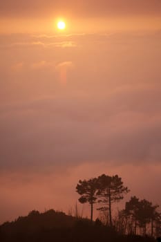 Silhouette of trees surrounded by mist at sunset