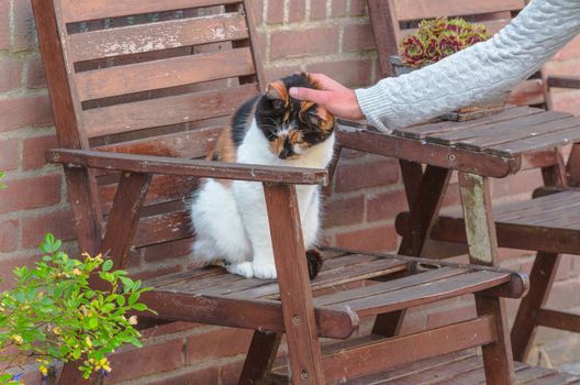 Brown, black and white domestic cat on a wooden chair.