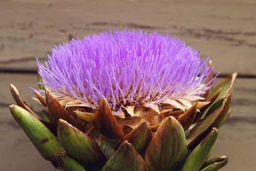 Flower Artichoke - Cynara kardunkulus
