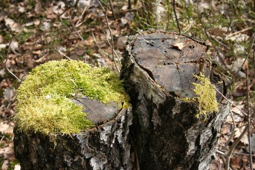 Tree stump